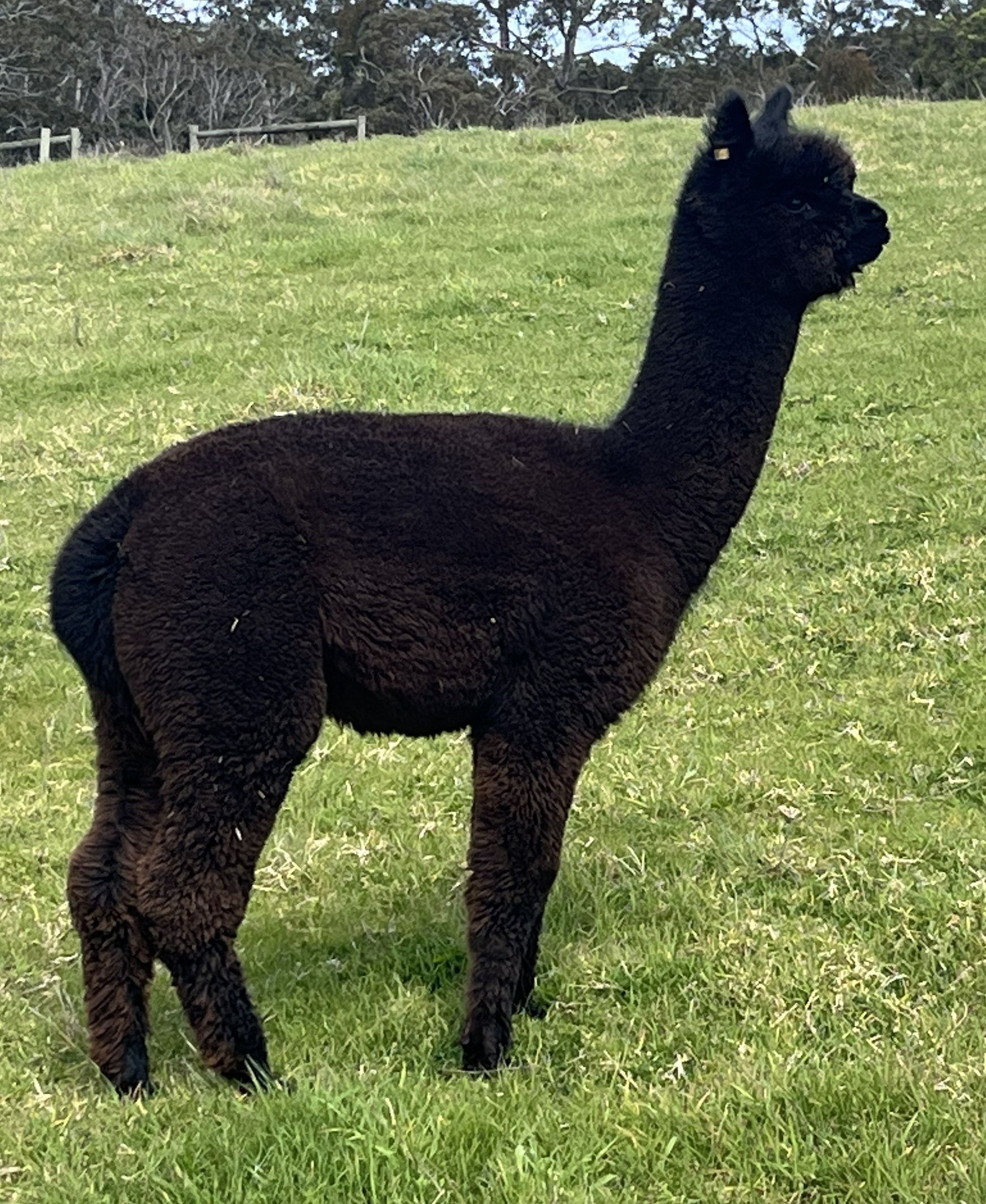 CHAPARRAL RAYMI