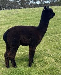 CHAPARRAL RAYMI