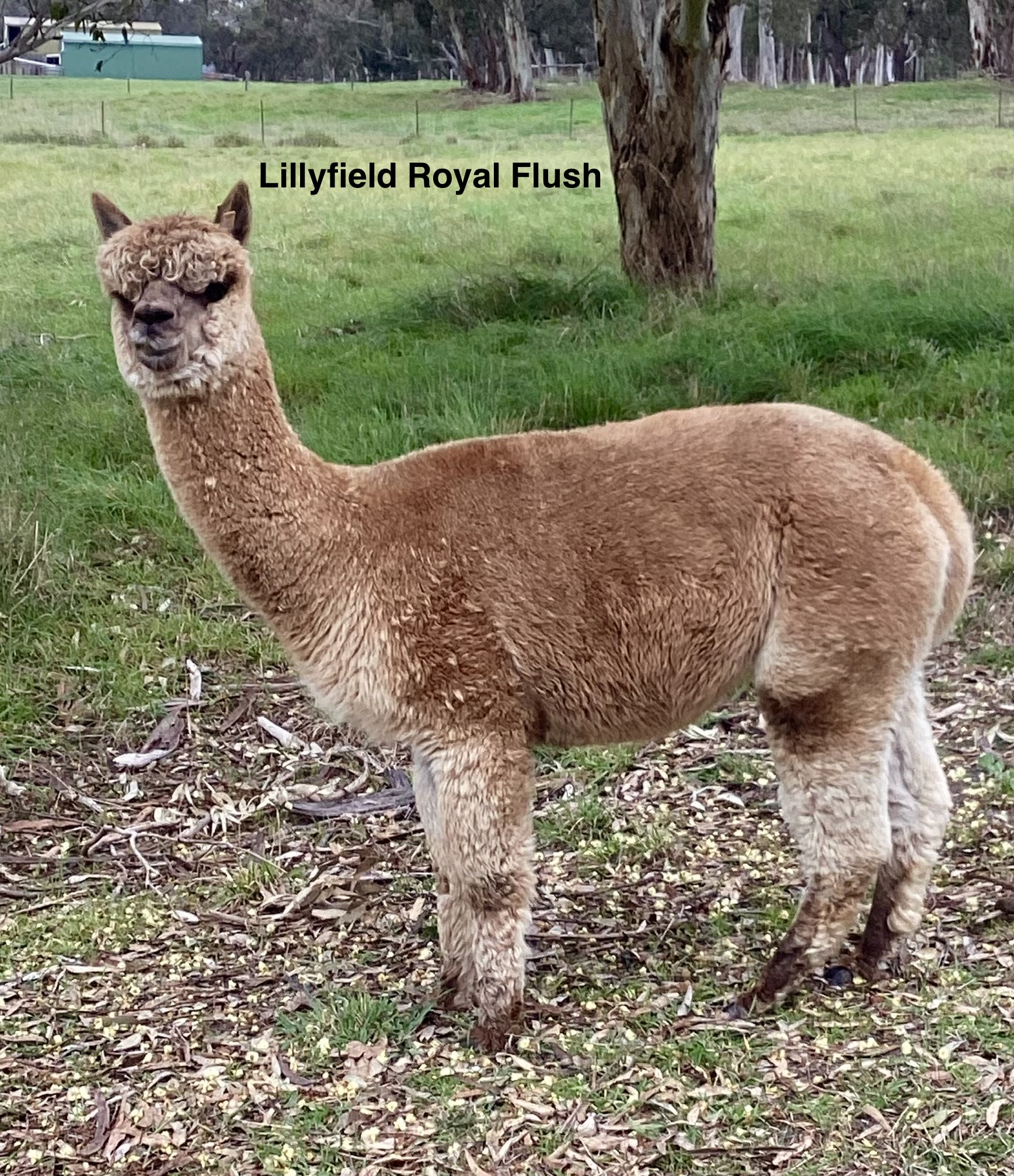 LILLYFIELD ROYAL FLUSH