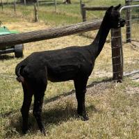 HAYLILLA CHERRY BOMB's thumbnail image