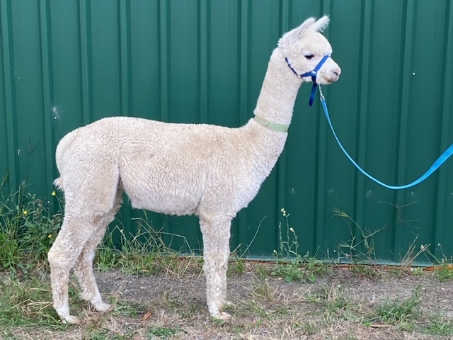 Photo of MR KONSTELLATION