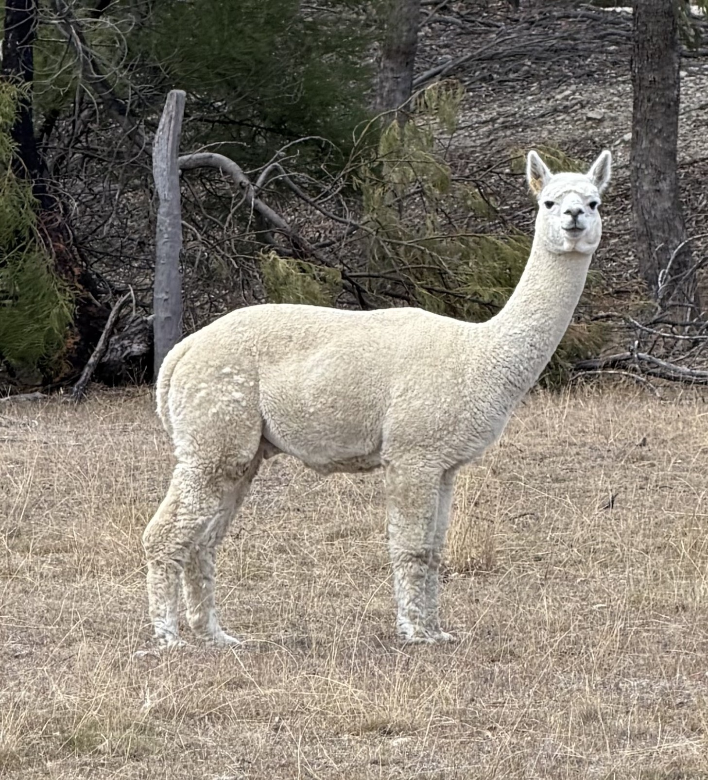 Photo of FIRE AND ICE