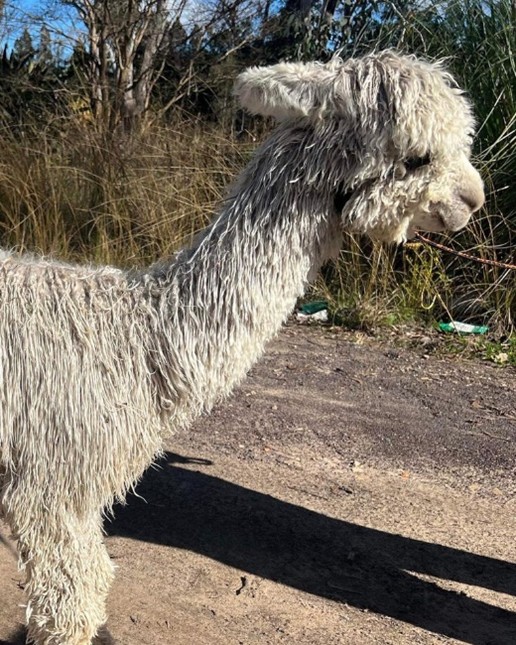 Photo of CRAZY HEART