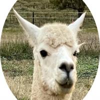 FORESTGLEN CHANEL NO 4's thumbnail image