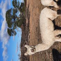 TAHARA ADELIA's thumbnail image