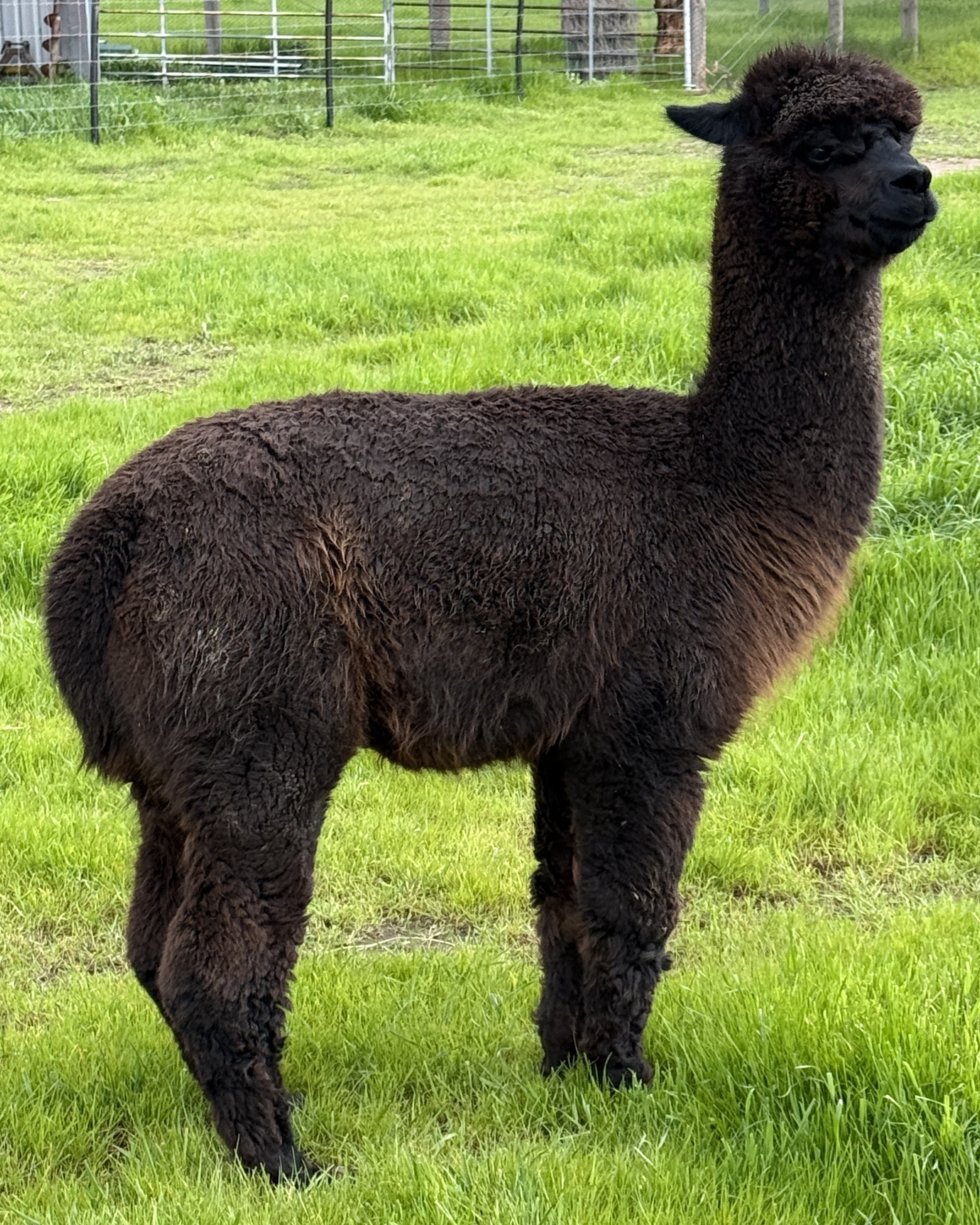 Photo of GIGOLO