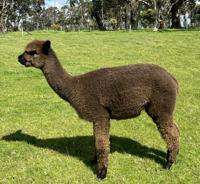 CHAPARRAL THE CHITA