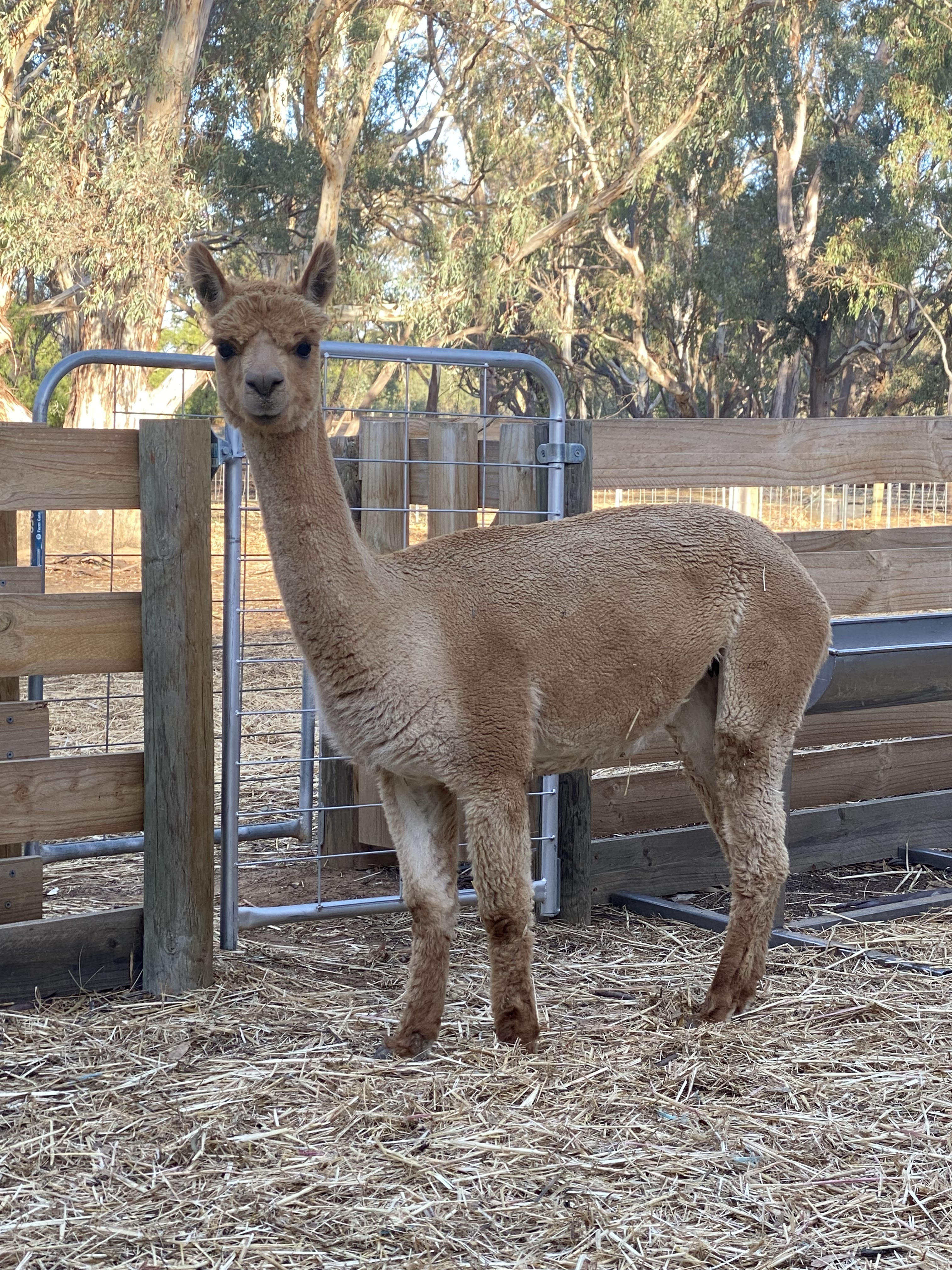 Photo of APRIL DELIGHT