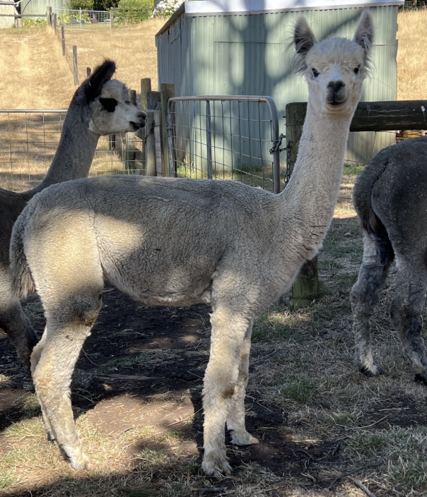 Photo of SWEET MELODY