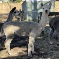 ALPACASONTHEHILL SWEET MELODY's thumbnail image